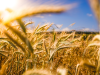 wheat in a field